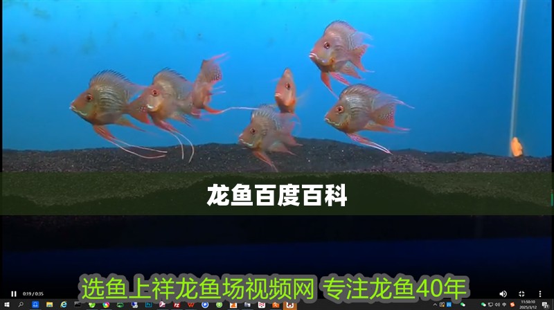 龍魚百度百科