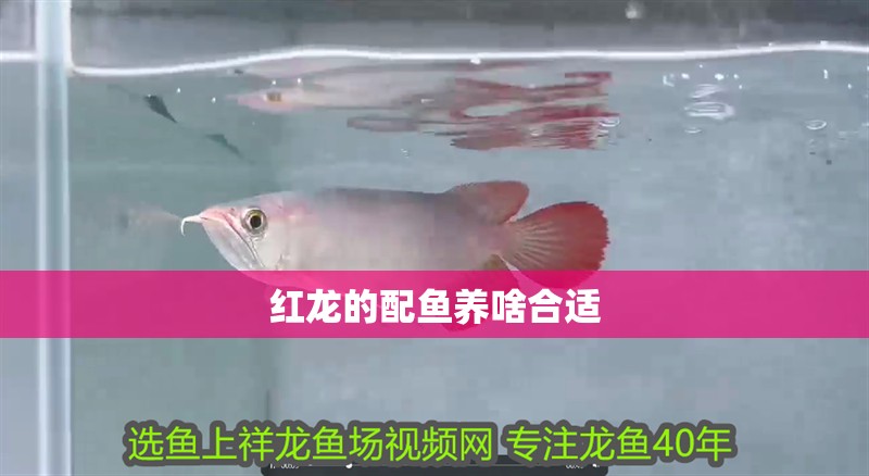 寬體 大七鰭