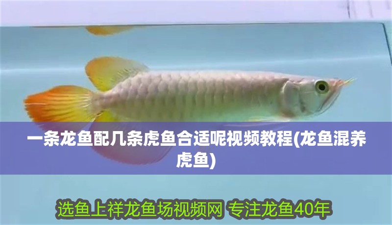 鸚鵡魚和銀龍魚混養怎樣喂食 一條龍魚配幾條虎魚合適呢視頻教程(龍魚混養虎魚) 虎魚百科 一條龍魚配幾條虎魚合適呢視頻教程(龍魚混養虎魚) 一條龍魚配幾條虎魚合適呢視頻教程(龍魚混養虎魚) 虎魚百科