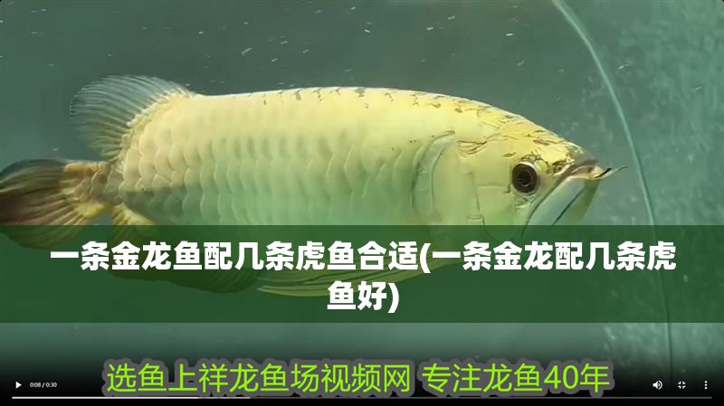 一條金龍魚配幾條虎魚合適(一條金龍配幾條虎魚好)