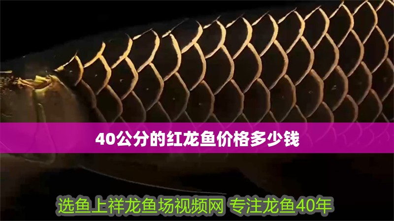 40公分的紅龍魚價格多少錢