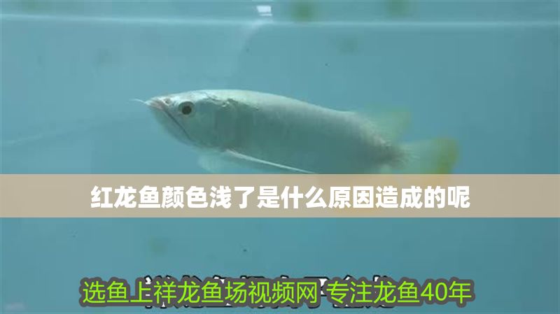 紅龍魚顏色淺了是什么原因造成的呢