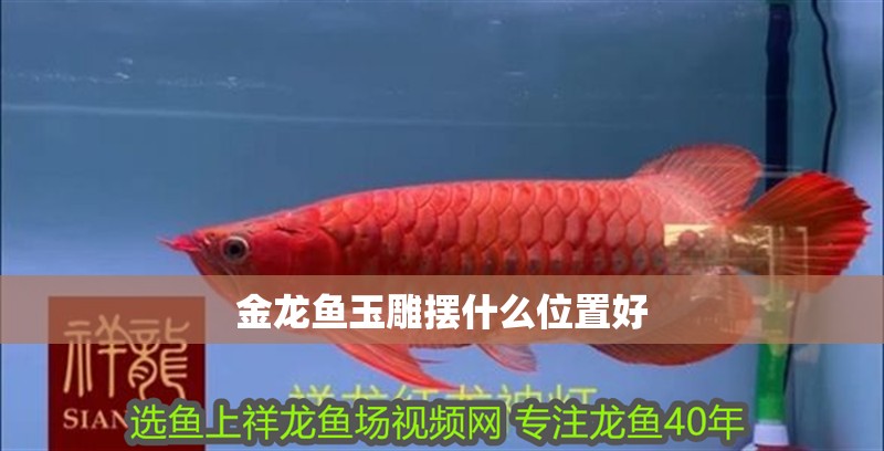 金龍魚玉雕擺什么位置好
