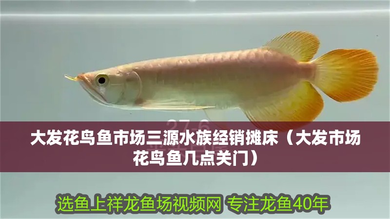 大發花鳥魚市場三源水族經銷攤床（大發市場花鳥魚幾點關門） 大發花鳥魚市場三源水族經銷攤床（大發市場花鳥魚幾點關門） 全國水族館企業名錄 第2張
