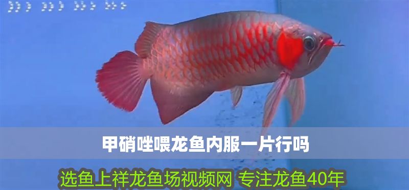 甲硝唑喂龍魚內服一片行嗎