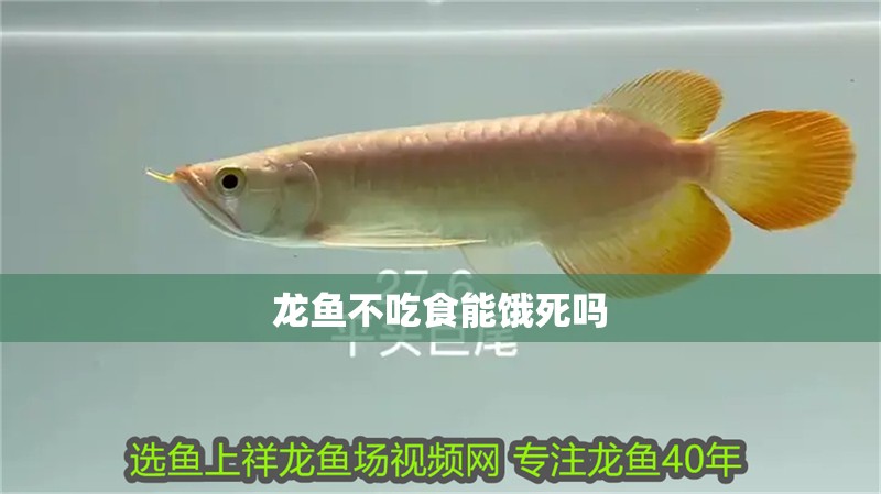 龍魚不吃食能餓死嗎