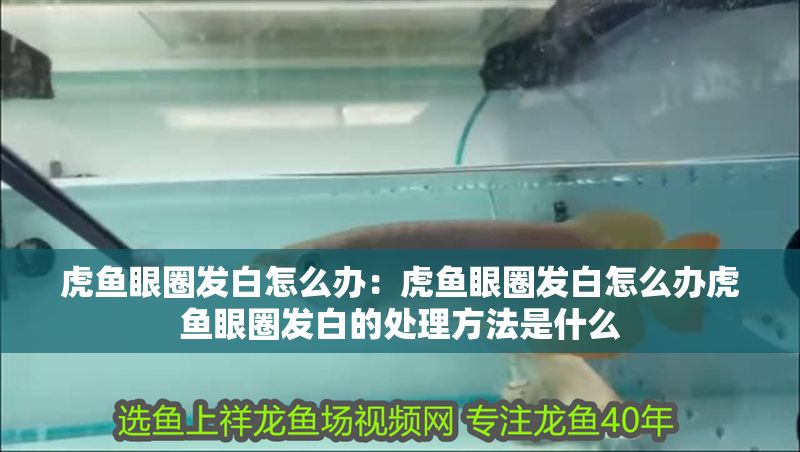 虎魚眼圈發(fā)白怎么辦：虎魚眼圈發(fā)白怎么辦虎魚眼圈發(fā)白的處理方法是什么