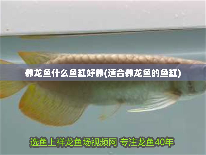 養龍魚什么魚缸好養(適合養龍魚的魚缸) 養龍魚什么魚缸好養(適合養龍魚的魚缸) 黃金貓魚百科 第1張