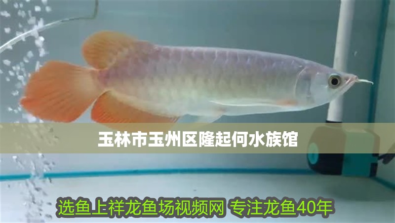 玉林市玉州區(qū)隆起何水族館