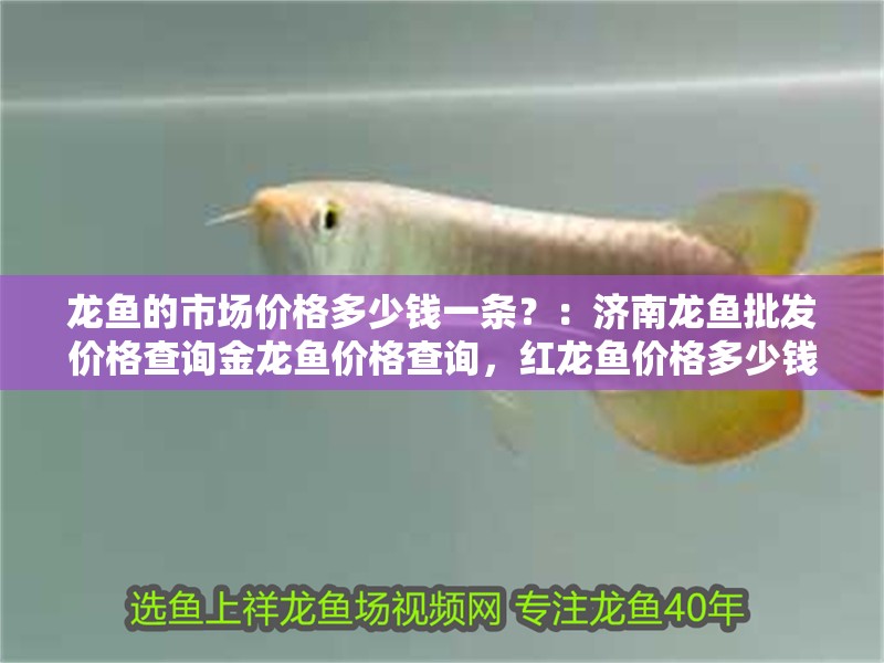 龍魚的市場價格多少錢一條？：濟南龍魚批發(fā)價格查詢金龍魚價格查詢，紅龍魚價格多少錢一條