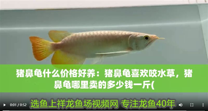 豬鼻龜什么價格好養：豬鼻龜喜歡咬水草，豬鼻龜哪里賣的多少錢一斤( 豬鼻龜什么價格好養：豬鼻龜喜歡咬水草，豬鼻龜哪里賣的多少錢一斤( 豬鼻龜百科 第1張