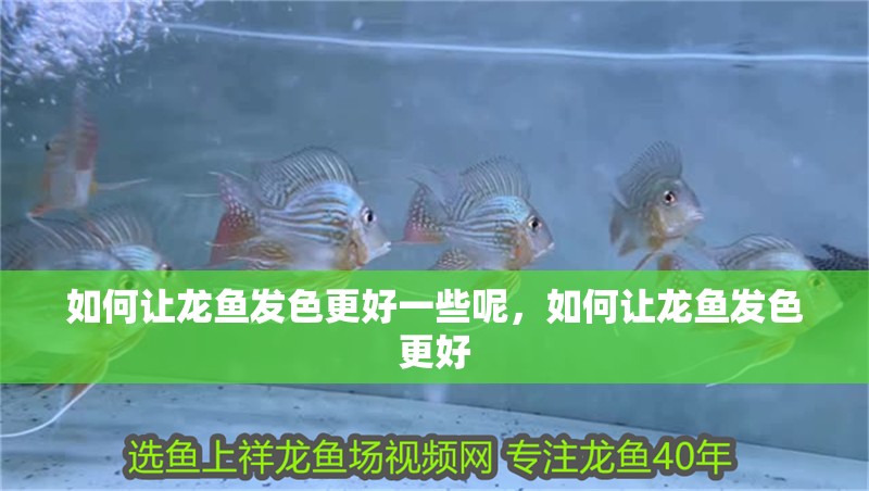 如何讓龍魚發(fā)色更好一些呢，如何讓龍魚發(fā)色更好
