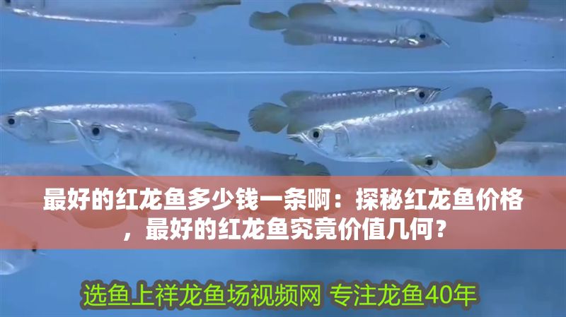 最好的紅龍魚多少錢一條啊：探秘紅龍魚價格，最好的紅龍魚究竟價值幾何？