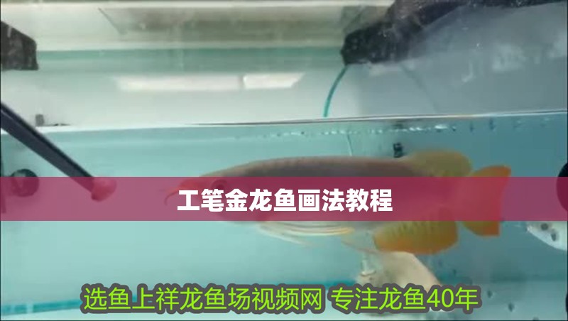 工筆金龍魚畫法教程