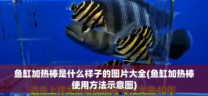 魚缸加熱棒是什么樣子的圖片大全(魚缸加熱棒使用方法示意圖)