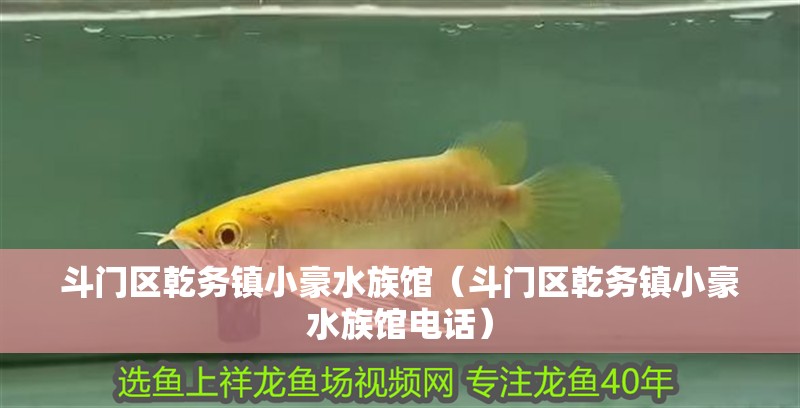 斗門區乾務鎮小豪水族館（斗門區乾務鎮小豪水族館電話） 斗門區乾務鎮小豪水族館（斗門區乾務鎮小豪水族館電話） 全國水族館企業名錄 第2張