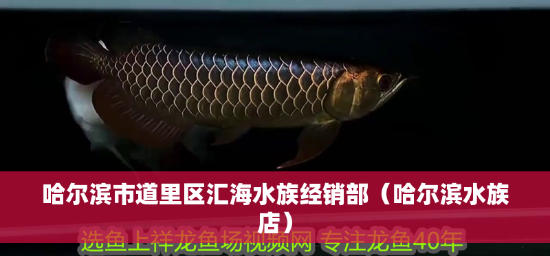 哈爾濱市道里區(qū)匯海水族經(jīng)銷部（哈爾濱水族店）