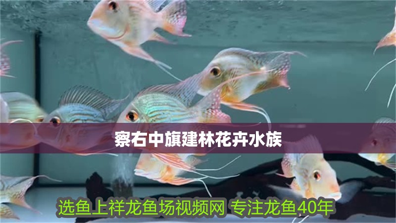 察右中旗建林花卉水族 察右中旗建林花卉水族 全國水族館企業(yè)名錄 第2張