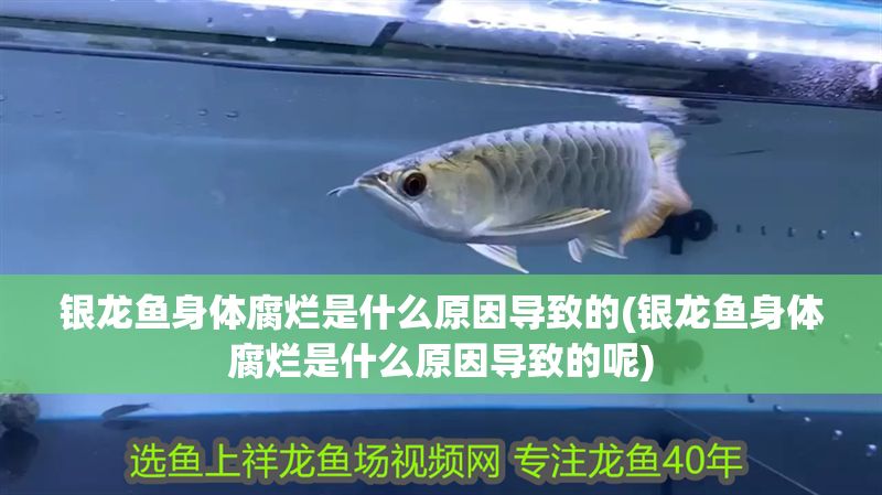 銀龍魚身體腐爛是什么原因導致的(銀龍魚身體腐爛是什么原因導致的呢)