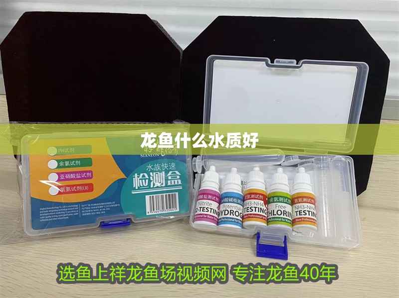 龍魚什么水質好 龍魚什么水質好 龍魚百科 第2張