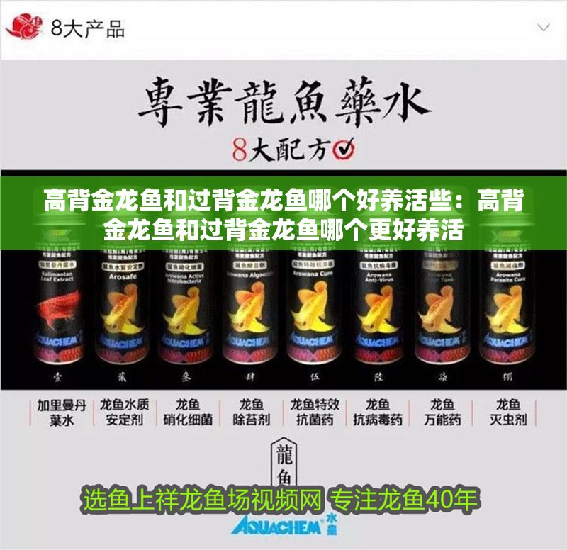 高背金龍魚和過背金龍魚哪個(gè)好養(yǎng)活些：高背金龍魚和過背金龍魚哪個(gè)更好養(yǎng)活