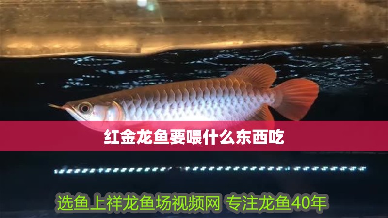 紅金龍魚要喂什么東西吃