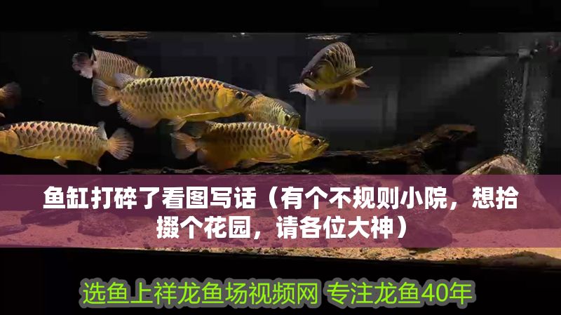 魚缸打碎了看圖寫話（有個不規則小院，想拾掇個花園，請各位大神）