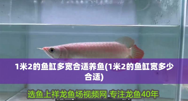 1米2的魚缸多寬合適養魚(1米2的魚缸寬多少合適)