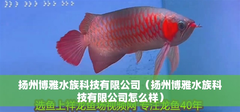 揚州博雅水族科技有限公司（揚州博雅水族科技有限公司怎么樣） 揚州博雅水族科技有限公司（揚州博雅水族科技有限公司怎么樣） 全國水族館企業名錄 第2張