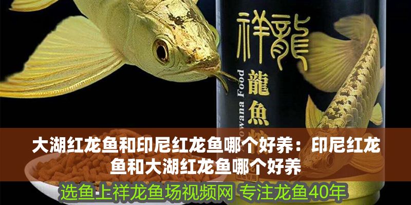 大湖紅龍魚和印尼紅龍魚哪個(gè)好養(yǎng)：印尼紅龍魚和大湖紅龍魚哪個(gè)好養(yǎng)