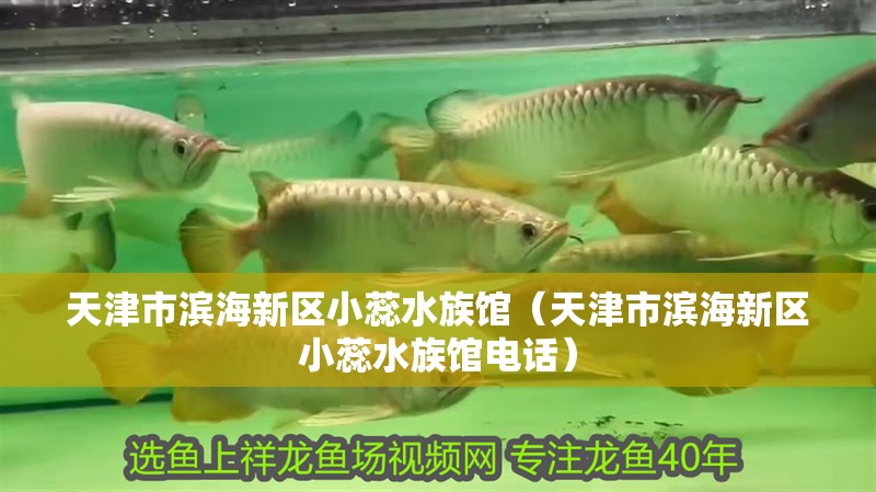 天津市濱海新區(qū)小蕊水族館（天津市濱海新區(qū)小蕊水族館電話）