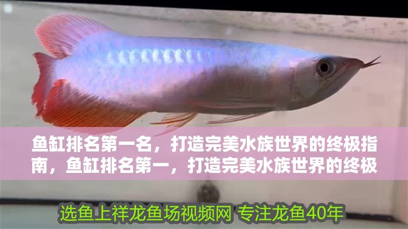 魚缸排名第一名，打造完美水族世界的終極指南，魚缸排名第一，打造完美水族世界的終極指南 魚缸排名第一名，打造完美水族世界的終極指南，魚缸排名第一，打造完美水族世界的終極指南 龍魚百科 第1張