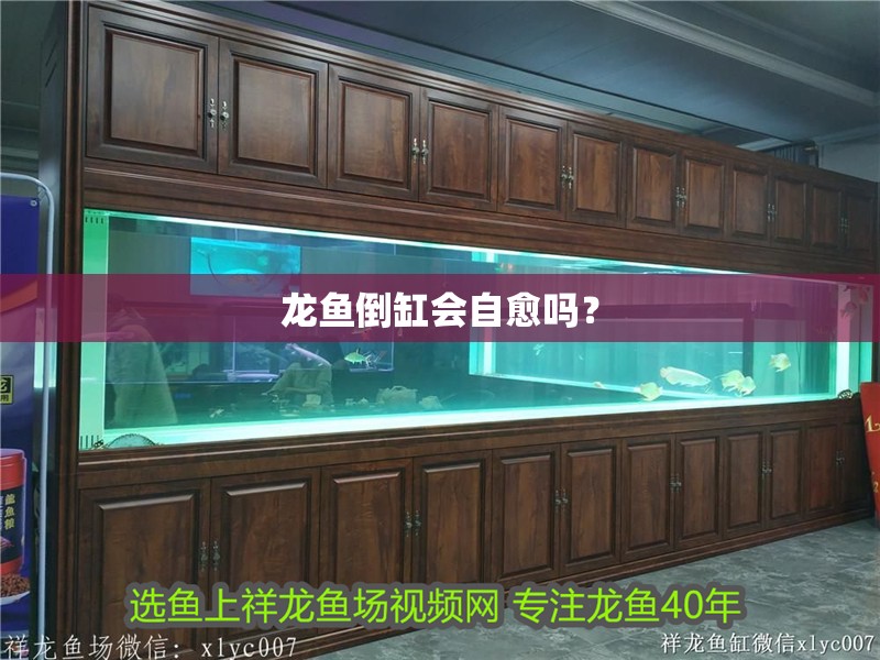 龍魚倒缸會(huì)自愈嗎？ 龍魚倒缸會(huì)自愈嗎？ 龍魚論壇