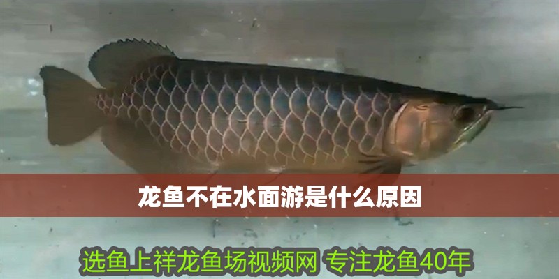 龍魚不在水面游是什么原因