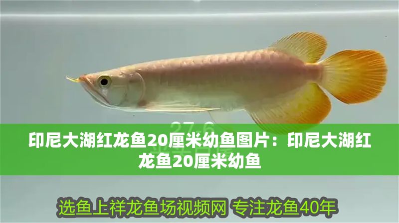 印尼大湖紅龍魚20厘米幼魚圖片：印尼大湖紅龍魚20厘米幼魚