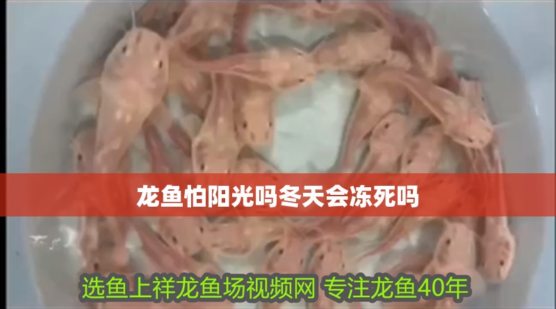 龍魚怕陽光嗎冬天會凍死嗎 龍魚百科 第2張 龍魚怕陽光嗎冬天會凍死嗎 龍魚怕陽光嗎冬天會凍死嗎 龍魚百科 第2張