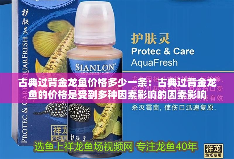 古典過(guò)背金龍魚(yú)價(jià)格多少一條：古典過(guò)背金龍魚(yú)的價(jià)格是受到多種因素影響的因素影響