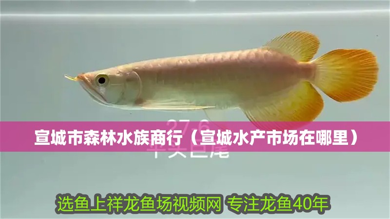 宣城市森林水族商行（宣城水產市場在哪里）
