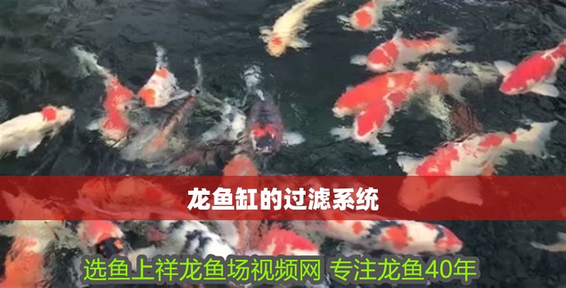 龍魚缸的過濾系統