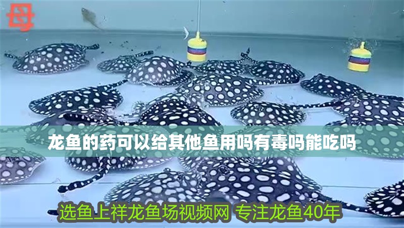 龍魚的藥可以給其他魚用嗎有毒嗎能吃嗎
