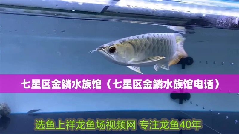 七星區金鱗水族館（七星區金鱗水族館電話） 七星區金鱗水族館（七星區金鱗水族館電話） 全國水族館企業名錄 第2張