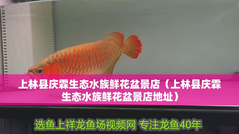 上林縣慶霖生態水族鮮花盆景店（上林縣慶霖生態水族鮮花盆景店地址）