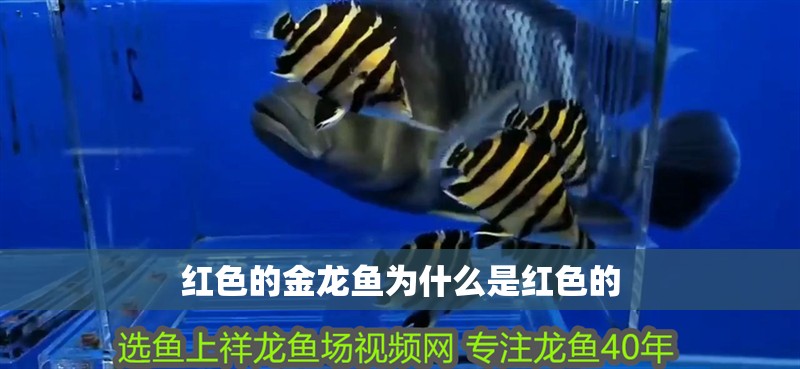 紅色的金龍魚為什么是紅色的