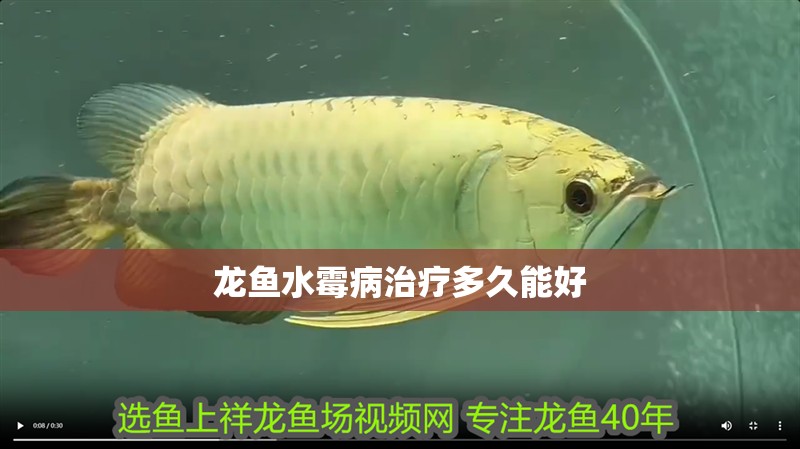 龍魚水霉病治療多久能好 龍魚百科 第2張 龍魚水霉病治療多久能好 龍魚水霉病治療多久能好 龍魚百科 第2張