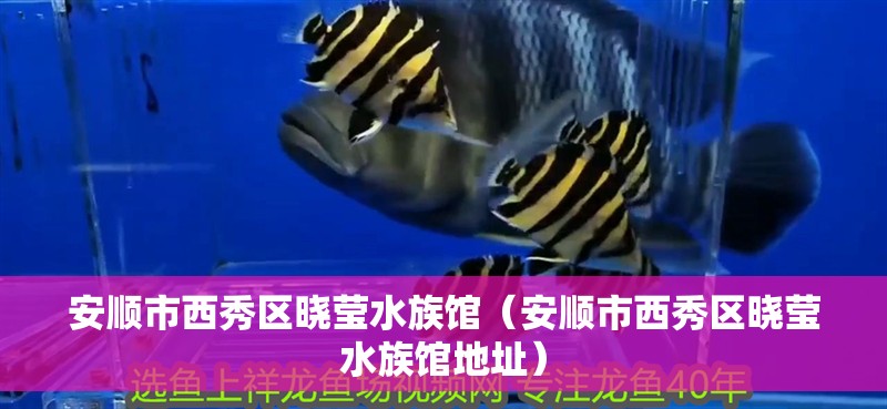 安順市西秀區曉瑩水族館（安順市西秀區曉瑩水族館地址）