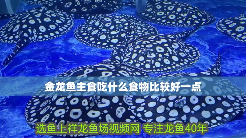 金龍魚主食吃什么食物比較好一點