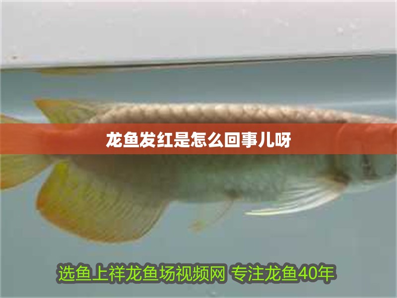 龍魚發紅是怎么回事兒呀