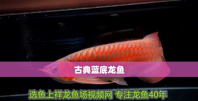 古典藍底龍魚