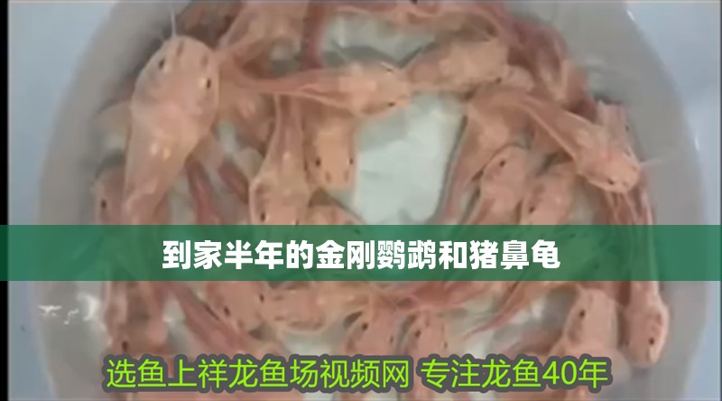 魚缸過濾器選購指南:自制魚缸過濾器魚缸上置過濾器對于養(yǎng)魚愛好者的必備知識 到家半年的金剛鸚鵡和豬鼻龜 豬鼻龜百科 到家半年的金剛鸚鵡和豬鼻龜 到家半年的金剛鸚鵡和豬鼻龜 豬鼻龜百科