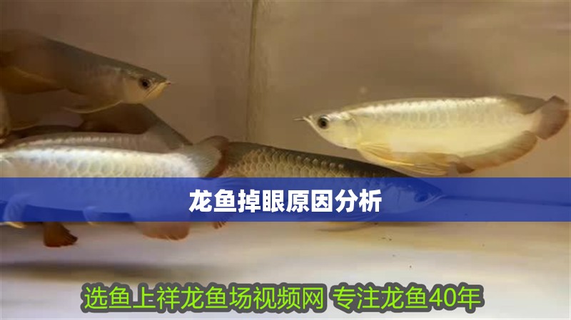 龍魚掉眼原因分析